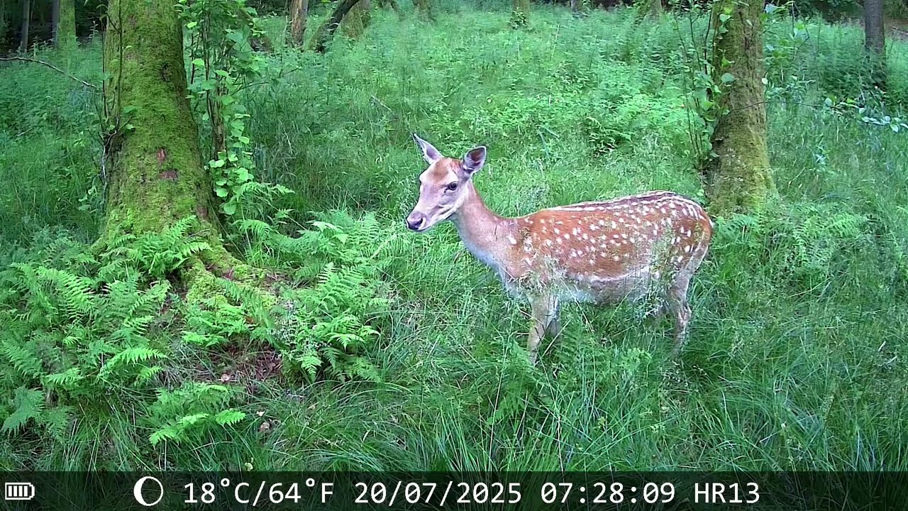 Takt der Natur - Wildkamera Hrivcam HR-HC13 / Hunting & Trail Camera
