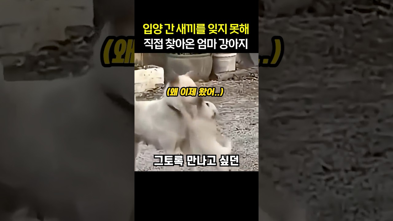 “얼마나 보고 싶었으면..” 입양 간 새끼를 잊지 못해 직접 찾아온 엄마 강아지