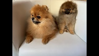 Pomeranian Muss raten, im welche Hand die Delikatesse | Cute Puppy #1 💓