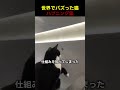 こんな猫ちゃんなら、許せますか？
