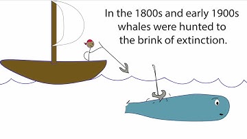 How fossil fuel saved the whales