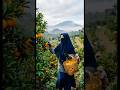 veiled woman harvesting oranges in the countryside🍊 #garden  #aishorts #village
