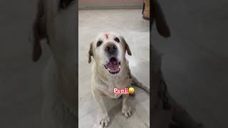 Punji the labrador asks क्यों मानूं — too stubborn and cute 😛