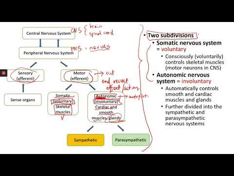 TEAS Science review_Nervous System Part 1 - YouTube