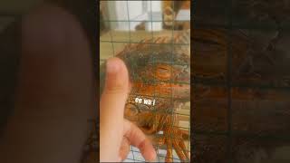 Download Lagu IGUANA EE WOO EE WOK WOK WOKK #animals #zoo #IGUANA #thailand MP3 Download Lagu IGUANA EE WOO EE WOK WOK WOKK #animals #zoo #IGUANA #thailand MP3