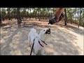 Paseo perruno por los pinos