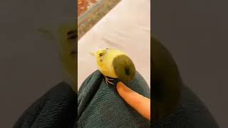 Когда подстригла мама.#4294 #satisfyingvideo#satisfying#oddlysatisfying#shorts