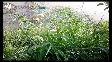 Câu cá lóc bằng vịt con vô cùng độc đáo