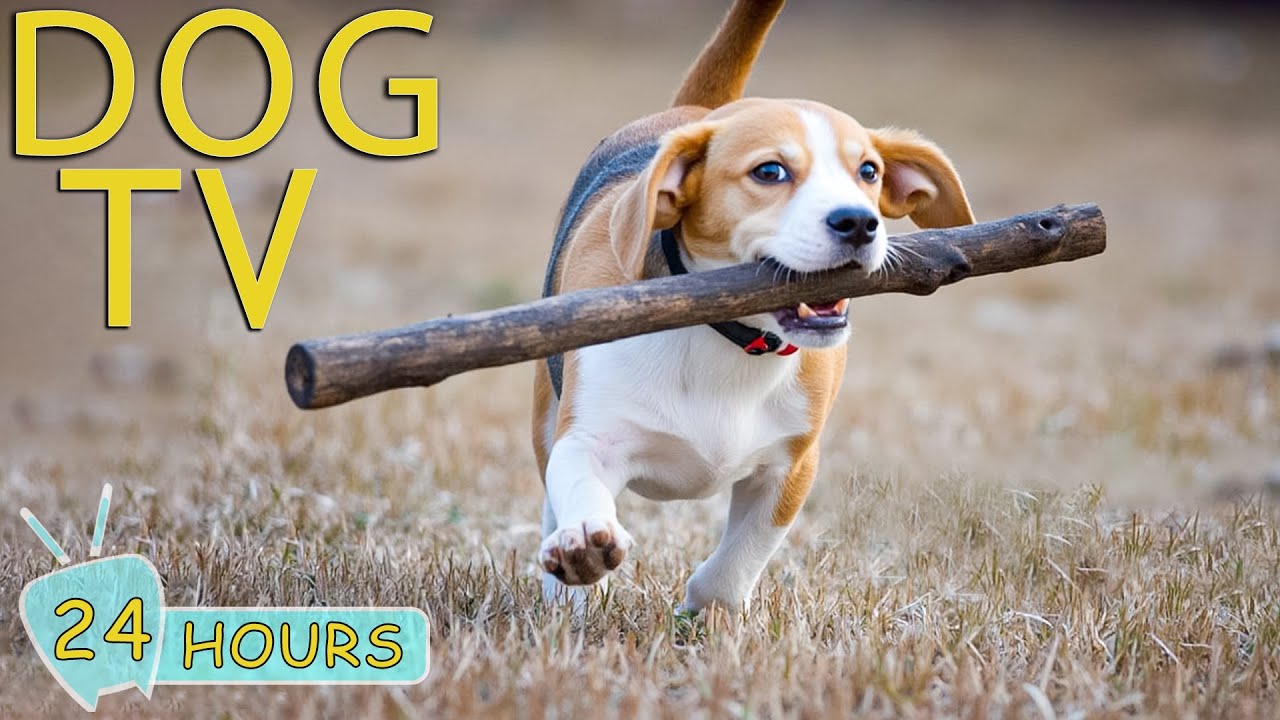 DOG TV: Videos Anti-Anxiety to Dogs Keep Dogs Relax When Home Alone All Day - Best Music for Dogs