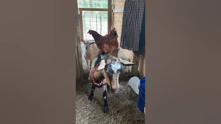 Goat chicken is at it again #homesteading #chickenfarming #hobbyfarm #goat #homesteadinglife