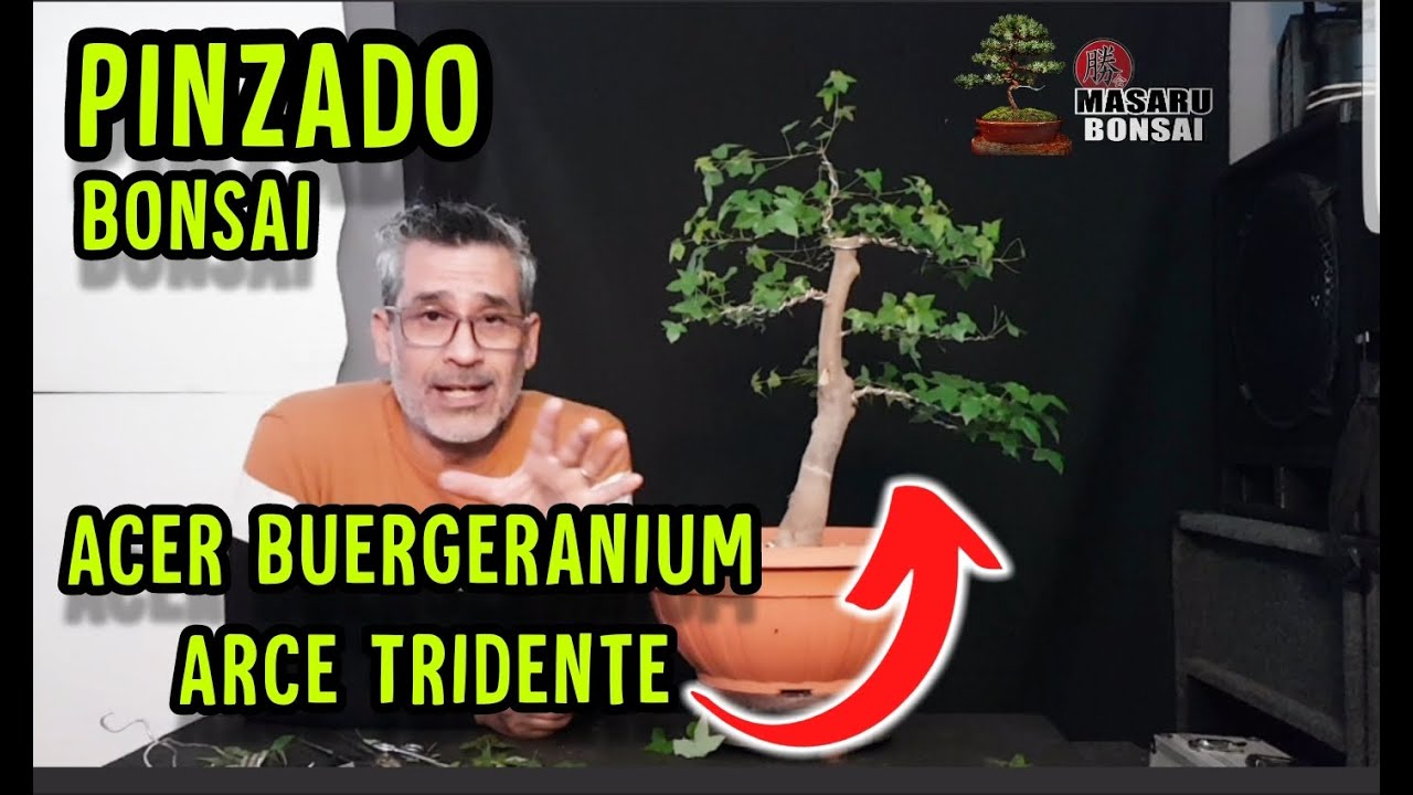 Plantar arbol frutal