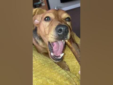 ЛАКОМСТВА для СОБАК ОЛЕНЬИ РОГА - YouTube