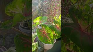 #balconygarden#caladiumlovers #summerplants#gardenview#plantlovers