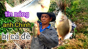 Câu cá rô cá trê gặp chiến hữu @chacchantv8469