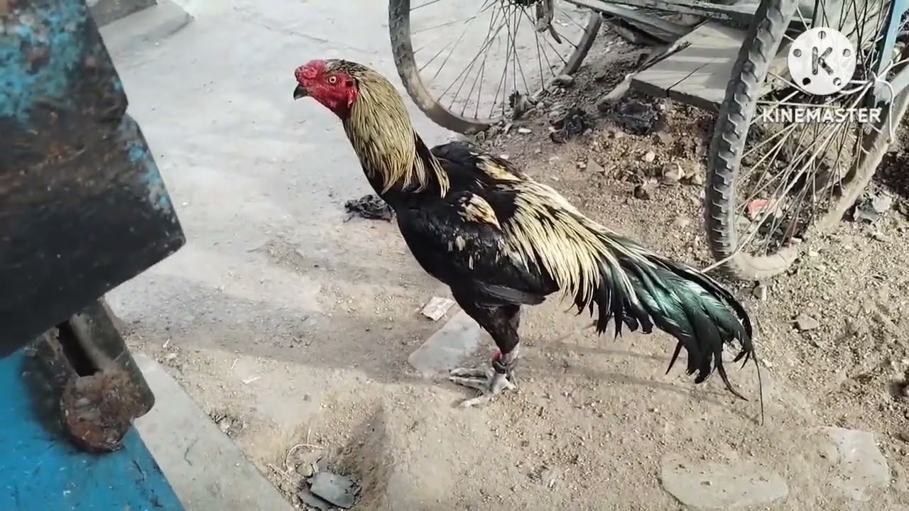 Rayachoty kolla santha Sunday market old video