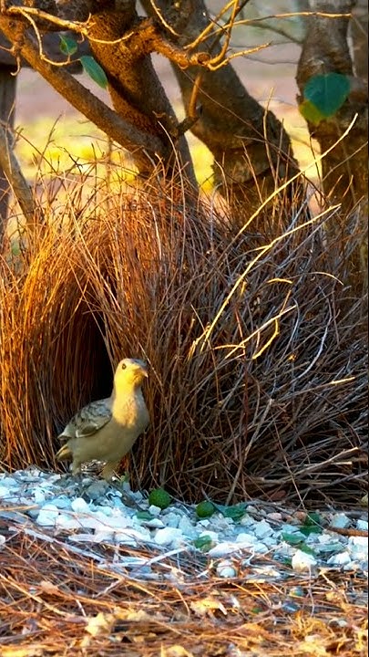 Bower Bird Building Nest | Bower Bird Nest Pictures #shorts - YouTube