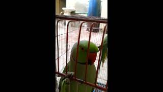 Mian Mithho Chori Khani Ha Part 2 Clear Voice