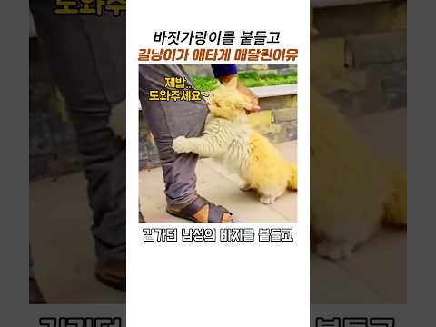 바짓가랑이 붙들고 애타게 도움구하는 길냥이#감동동물#새끼길고양이구조#고양이모성애 thumbnail