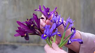 Sarahs Favourite Iris