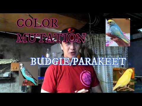 Video: Paano Pumili Ng Isang Budgerigar