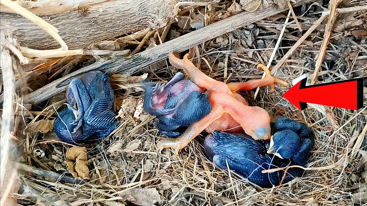 Cuckoo baby is danger for black birds babies throwing the nest ...