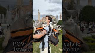 Louie & Todd Visit The Most Cat-Friendly City In The World