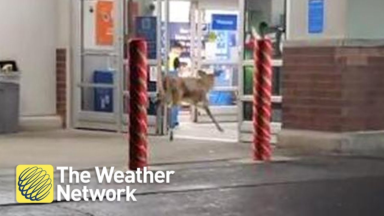 springboard Nature meets Walmart: Deer casually strolls in to pick up some things