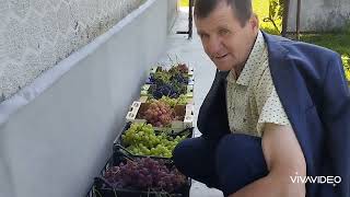 Реалізація і ціна винограду в західній частині України, Тернопільська область