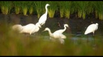 Tiếng Cò Mỏ Đen , Cò Ngàng Mỏ Đen , Bẫy Lưới Đêm Kinh Tế Hiệu Quả Nhất 2023 - Cạnh Tranh Tốt Nhất -