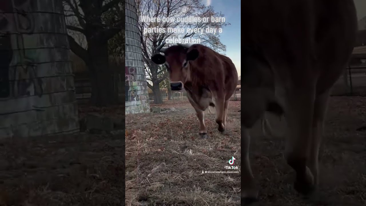 Cow Hugs Knowherefarm