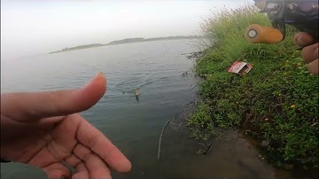 hành trình săn lóc sông ray mùa nước lớn