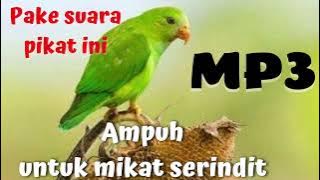 Suara Piikat Burung Serindit||cocok Untuk Masteran Serindit Yang Lagi Malas bunyi