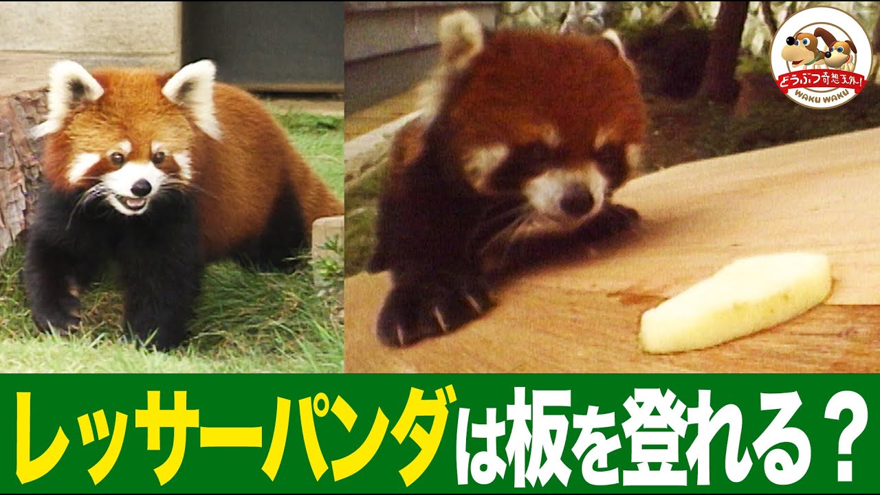 The complete opposite of its super cute face! The red panda uses
