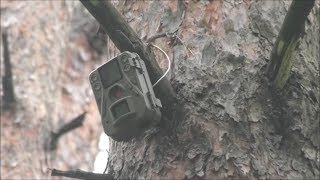 Видео Кадры с фотоловушек. Выступает господин Соловьев. (автор: Евгений Степанов)