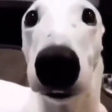 Mentahan anjing menggigil