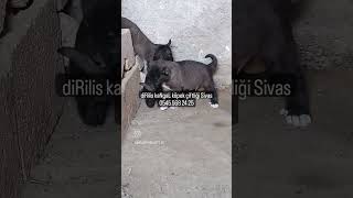 panter kangal Diriliş kangal çiftliği