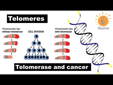 Video: Telomere: Rolul Scurtării în Cancer și îmbătrânire, Cum Să Evităm