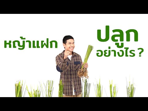 วีดีโอ: ทำไมต้องหญ้าแฝก? วิธีการปลูกสนามหญ้าอย่างถูกต้อง?