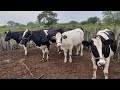 curral de vacas leiteiras do vaqueiro Fabrício   08/06/ 2021