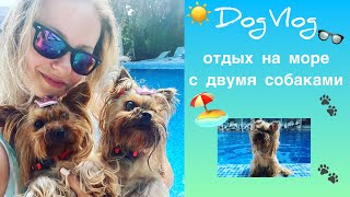 DogVlog: ОТДЫХ С ДВУМЯ СОБАКАМИ НА МОРЕ/ЧТО МЫ БЕРЕМ С СОБОЙ В ПОЕЗДКУ