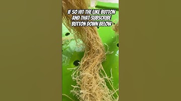 How To Grow Massive Roots Indoor With Hydroponics For Beginners #shorts #gardening  #hydroponics