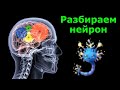 Все, что нужно знать программисту нейросетей о живом нейроне