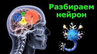 Все, что нужно знать программисту нейросетей о живом нейроне