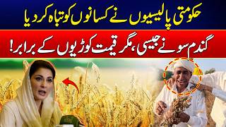 Farmers Forced to Sell Wheat at Low Prices Amid Policy Failure | News Update | Rohi
