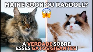 Comparison between Maine Coon and Ragdoll 🐈🦁 Gentle Giants Facing Off! (All the Differences)