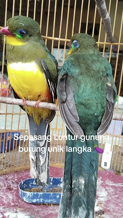 LUNTUR GUNUNG || BURUNG LUCU YANG SUDAH LANGKA