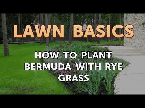 How to Plant Bermuda With Rye Grass