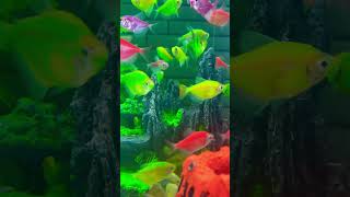 #fish #fishkeepinghobby #aquarium #aquariumlife #colorfulfish #aquascape #fishtank #viral #trending