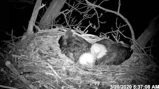 EagleCam 2020 Parents Snuggle in the nest