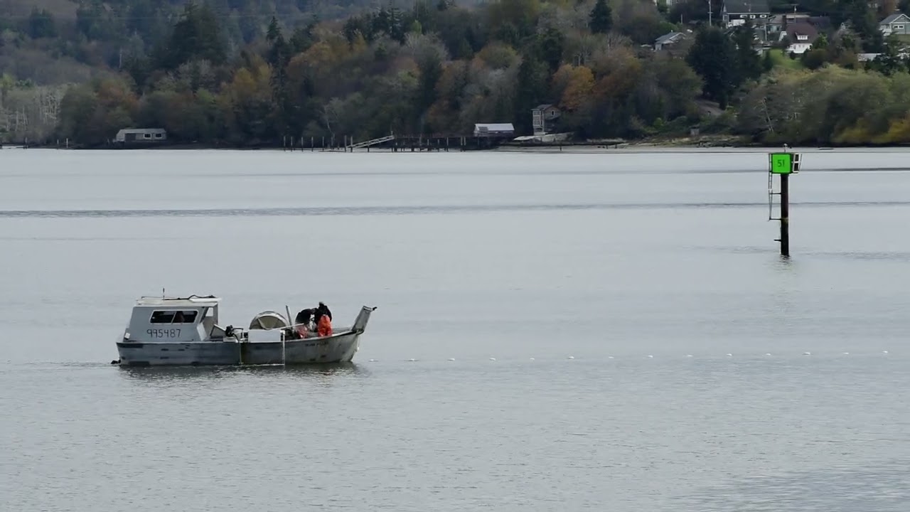 Commercial Gill Net Salmon Fishing in the Willapa River 10-20-2024.